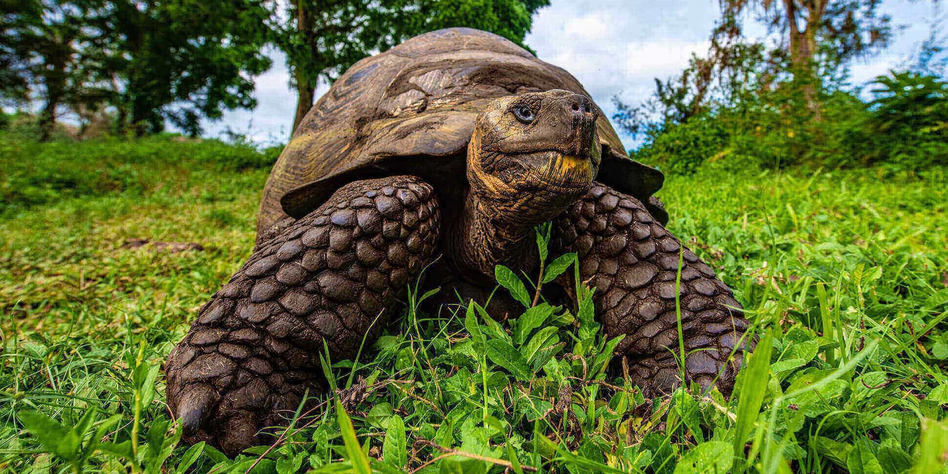 Climate Crisis Weekly: Slow and steady wins! Giant tortoises save their own species - Electrek