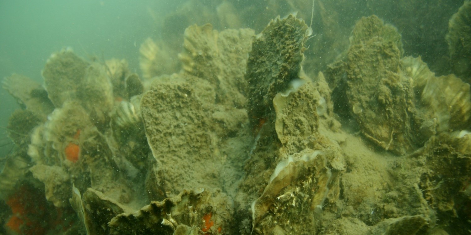 EGEB: This Dutch offshore wind farm will help oyster reefs grow | Electrek