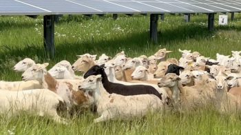 ohio solar sheep