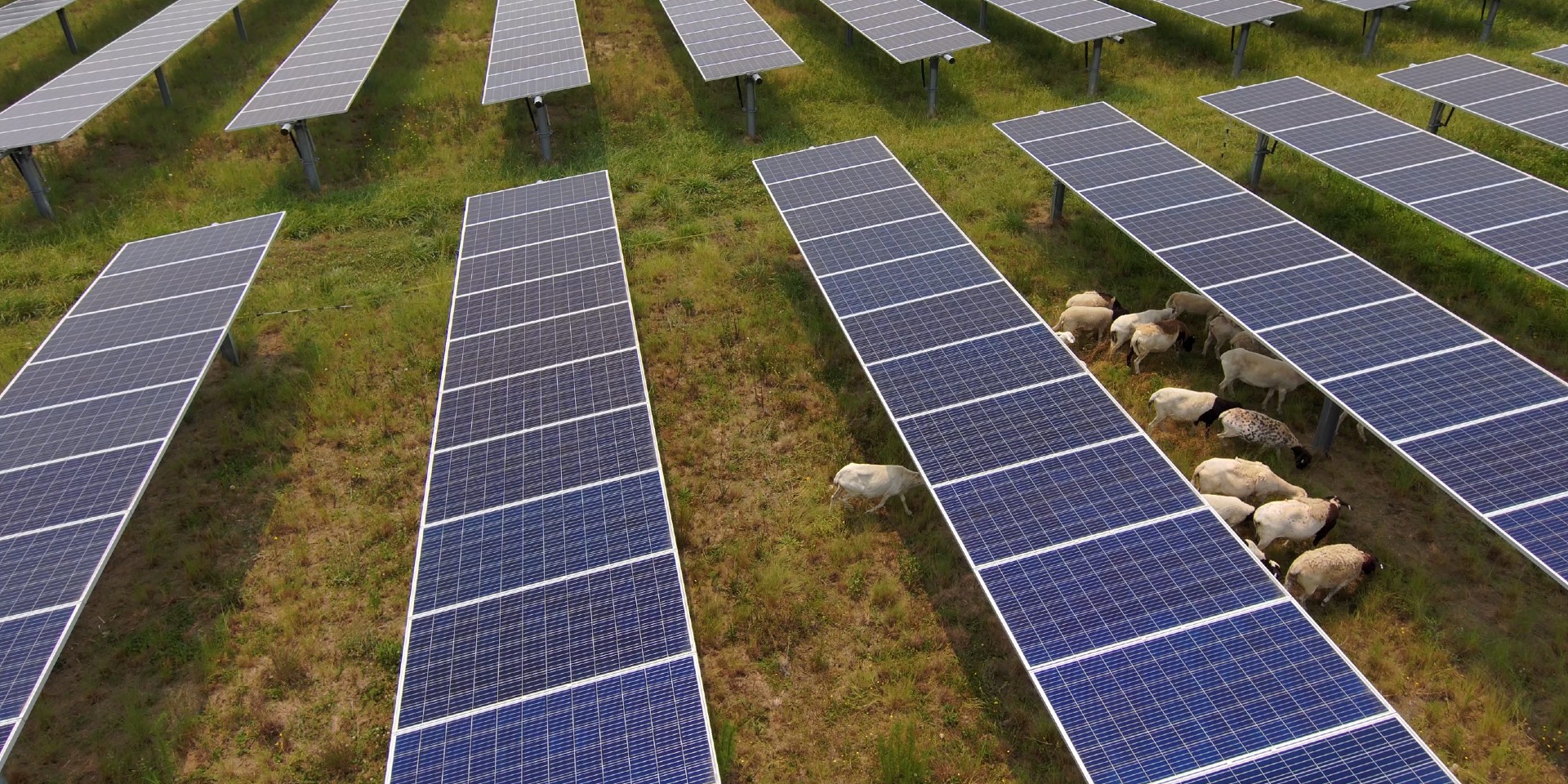 In A First US Solar Will Generate More Electricity Than Hydropower In 2024   Solar Sheep Grazing Solar Dominion Energy 01 