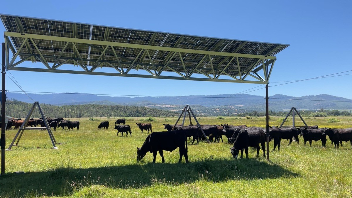 An Oregon cattle ranch just added solar without losing grazing land