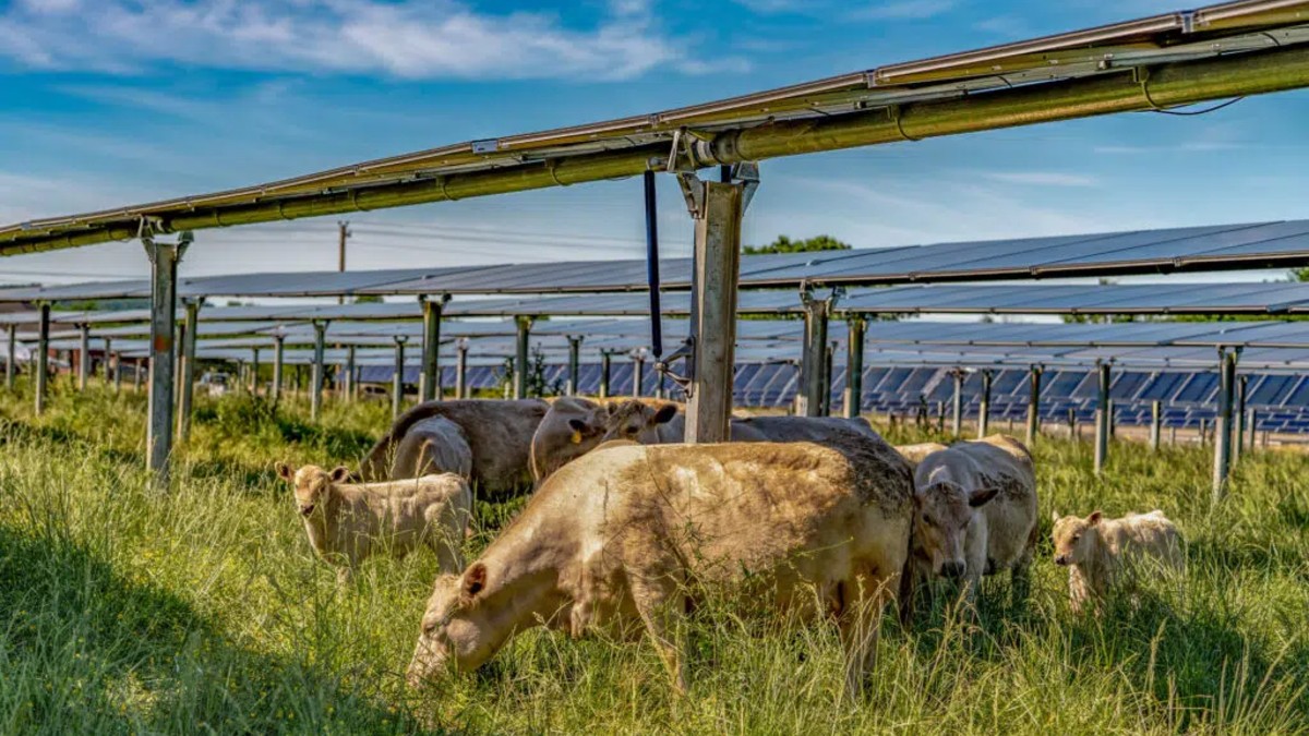 solar farm cattle