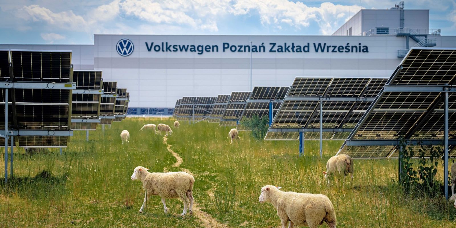 Volkswagen sheep solar