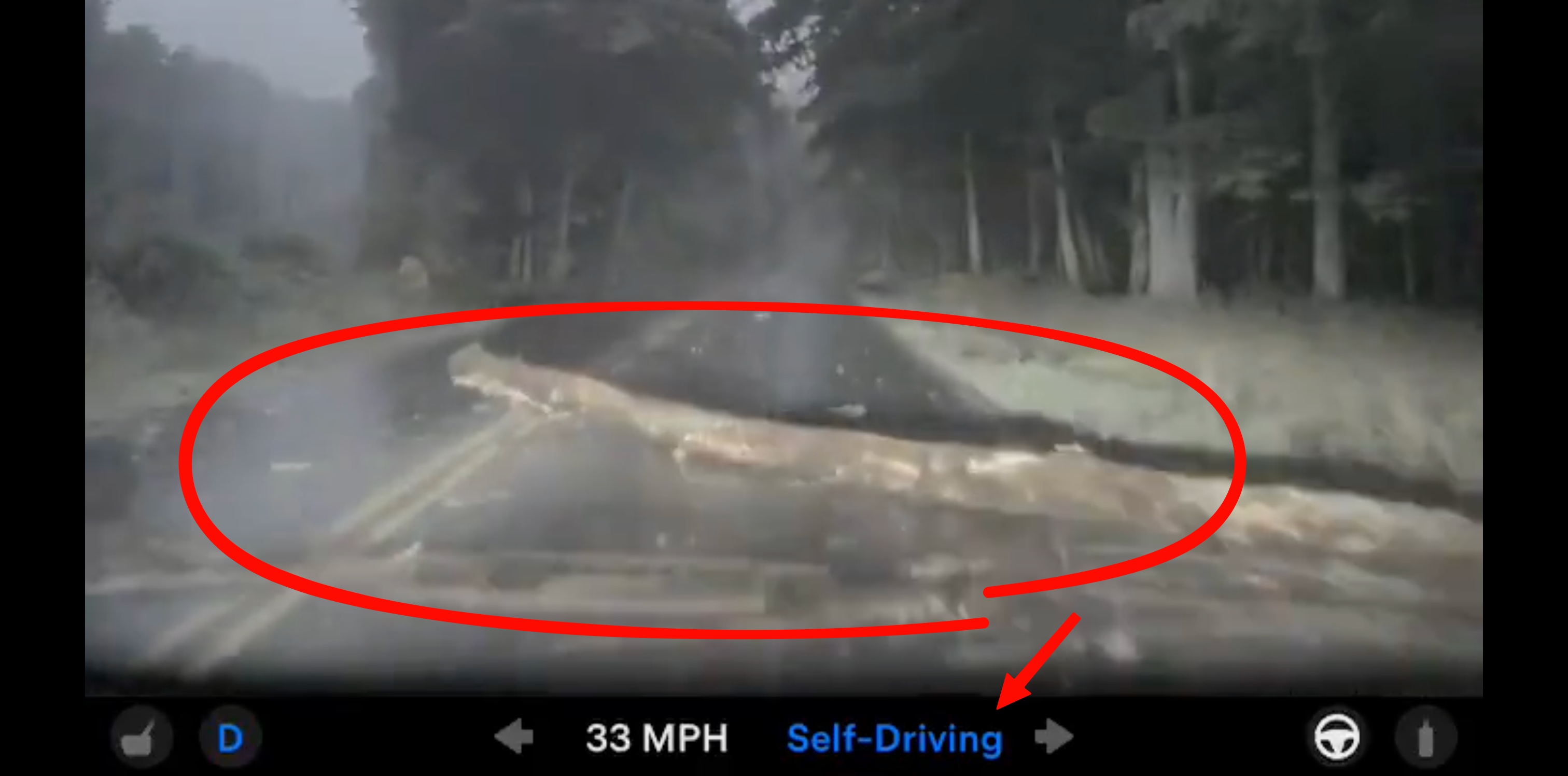 Tesla FSD V14 lite drive into tree