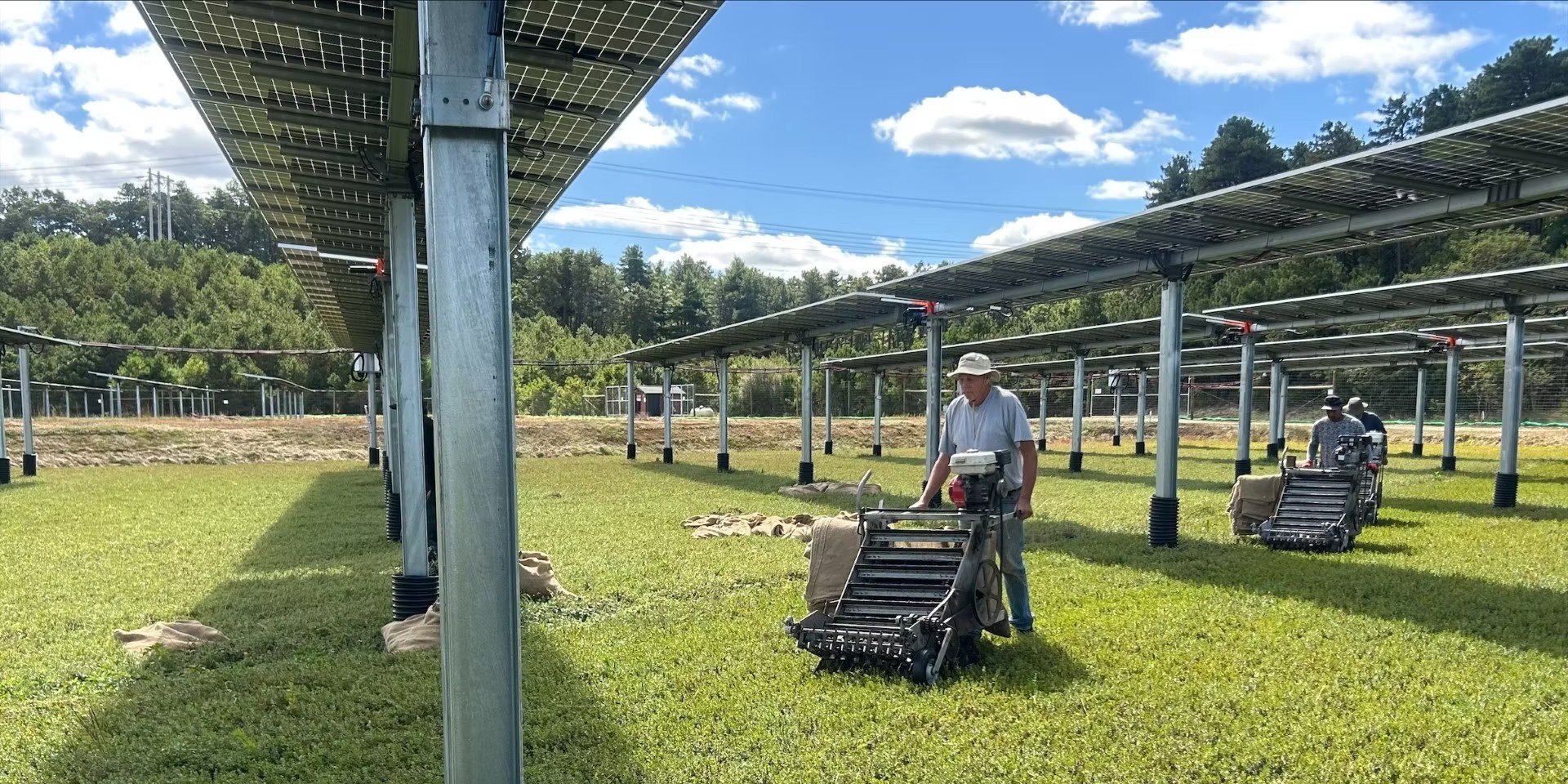 solar cranberry bogs
