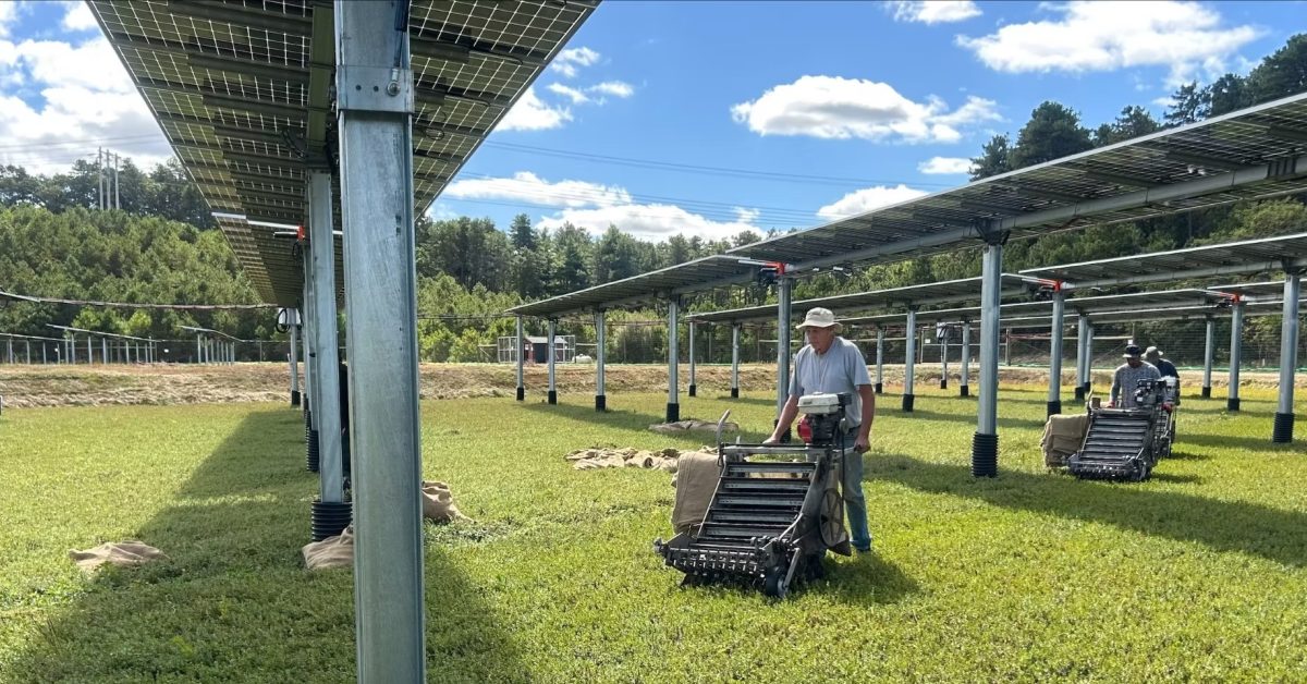 Solar Panels Revitalize Idle Cranberry Bogs in Massachusetts