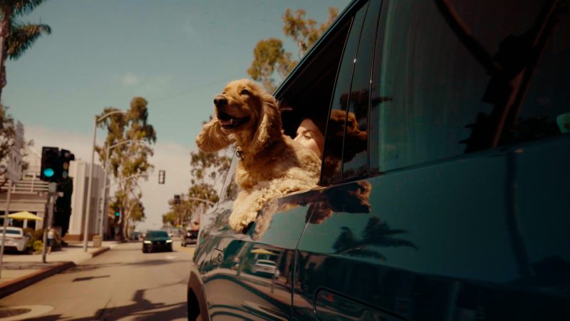 A dog leaning out the rear window of a Rivian R2